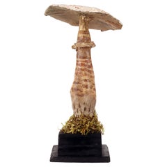 Mushroom 'from a Group of 7', Italy 1900
