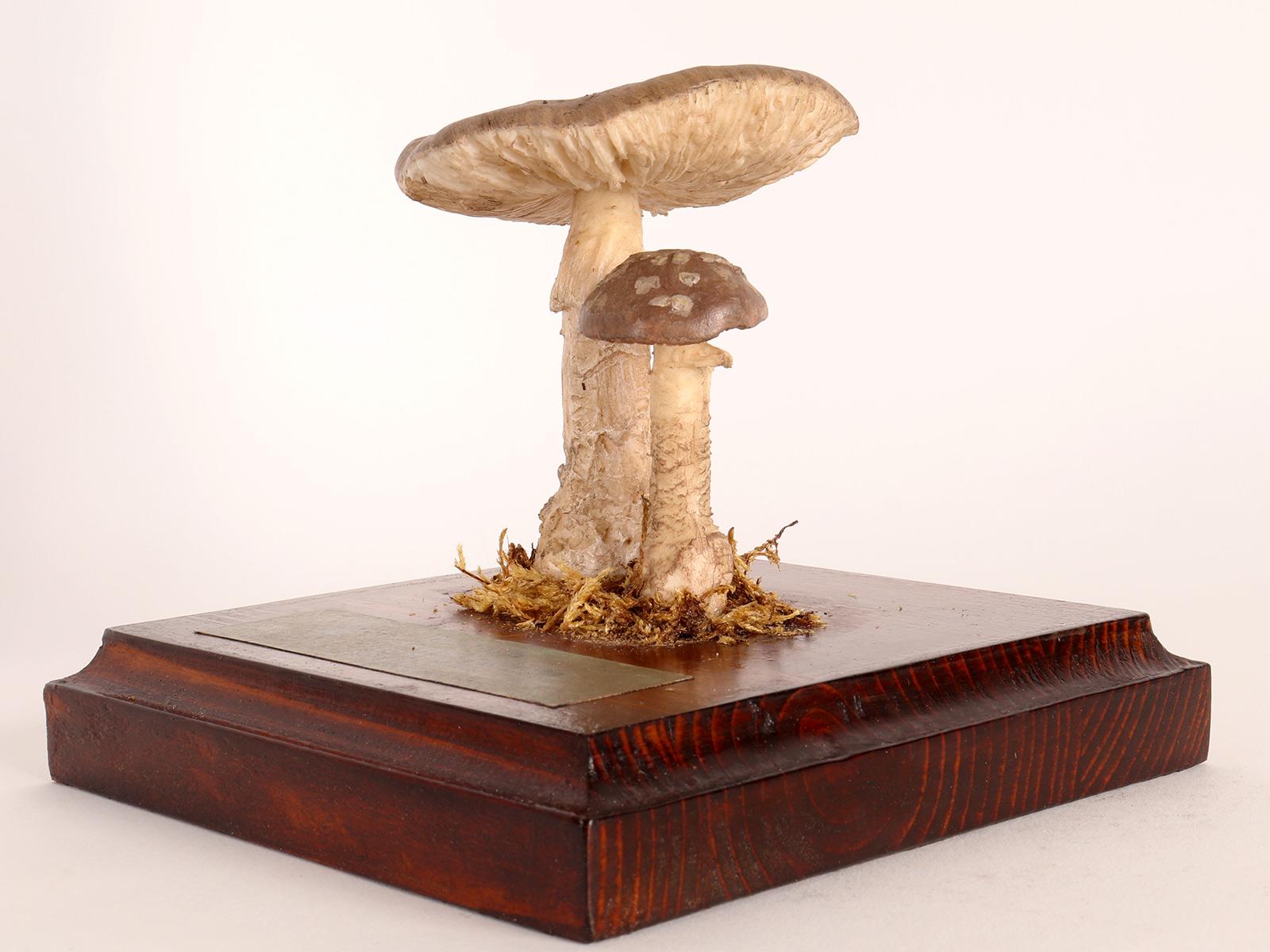 A pharmacy model of specimen Pantherpilz, (Amanita Pantherina), made of scagliola painted in watercolor on a wooden base of a square shape of light color with moss and hay. It shows a light green paper label on the base, with the specifics of the
