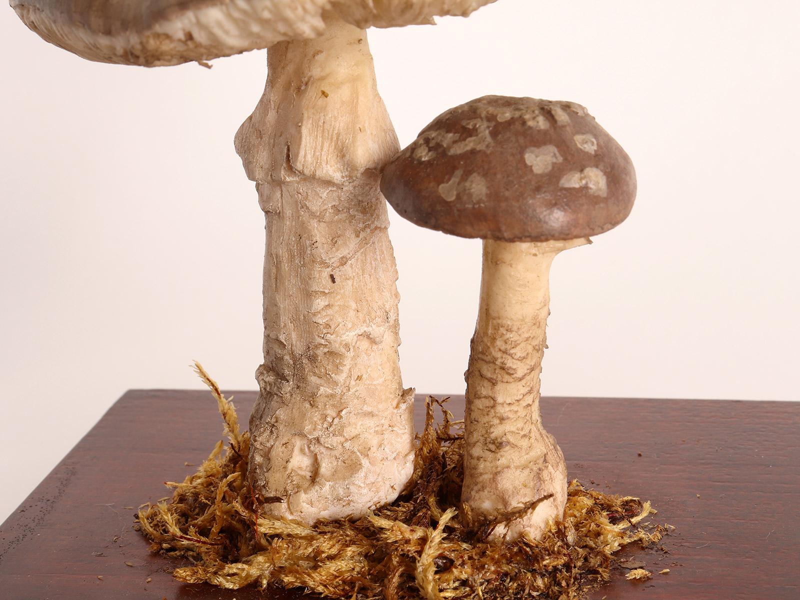 Mushroom Model, Germany 1950 2