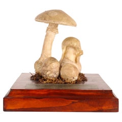 Modèle champignon, Allemagne, 1950