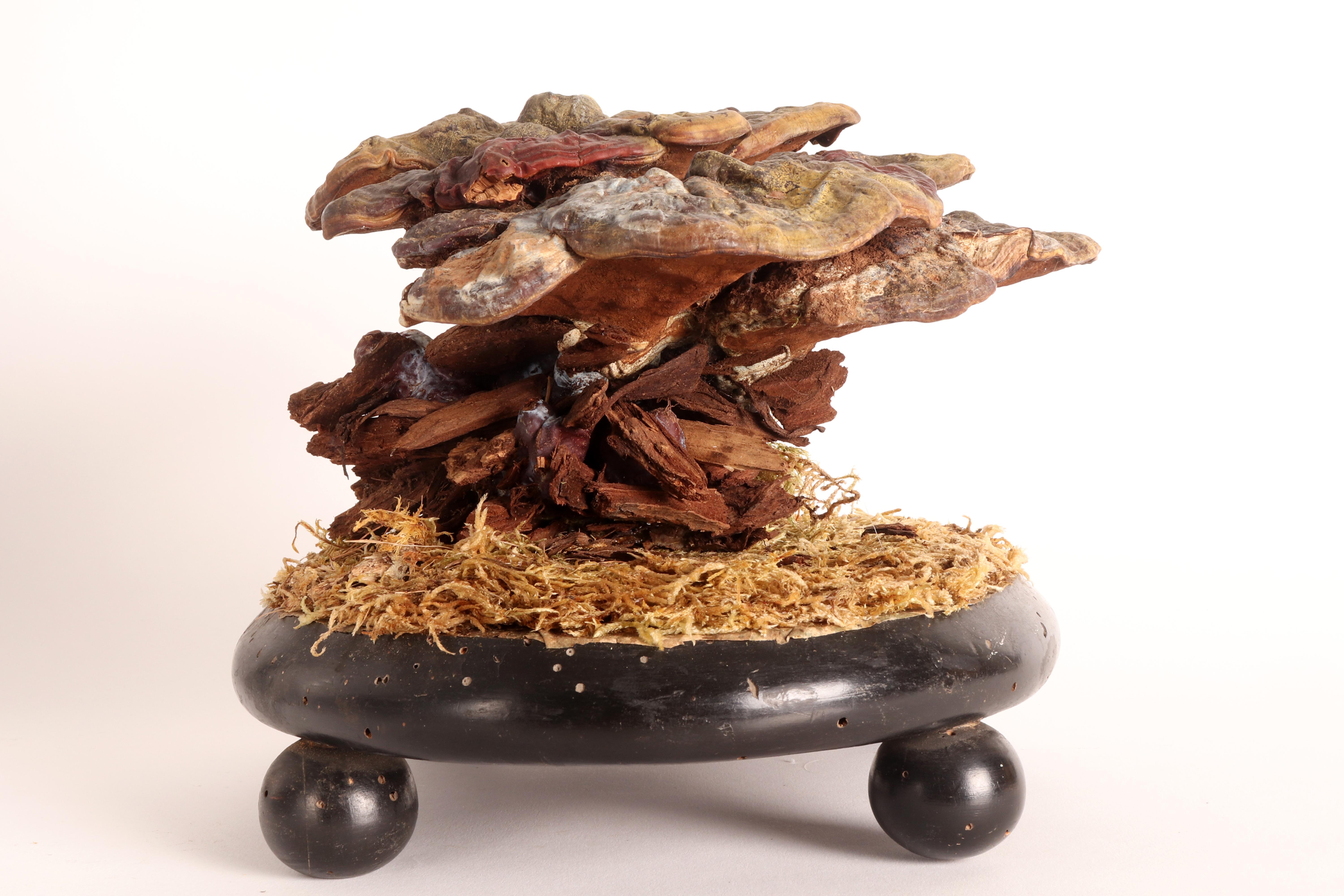 A model for pharmacy of a big mushroom specimen, shelf or lignicolous mushrooms of trees, (Ganoderma Carnosum) made of paper mache painted in watercolor on an oval-shaped wooden base, resting on 4 small black wooden spheres with moss and hay. Italy