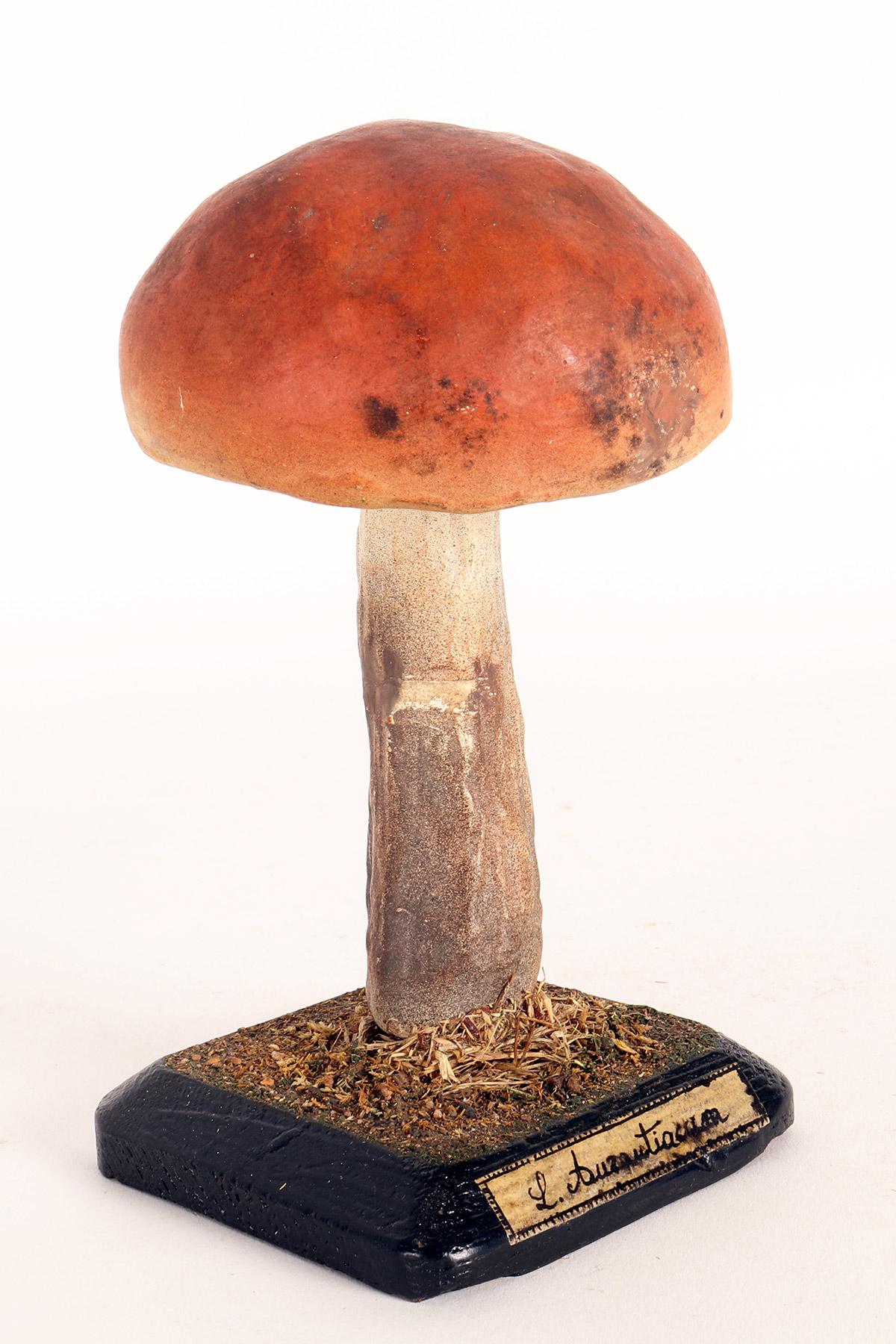 A model for pharmacy of mushroom specimen Aurantiacum. Made out of plaster watercolored. Square wooden black base with moss and hay. It shows on the front one label with the scientific name of the specimen handwritten with ink. Italy circa 1890.