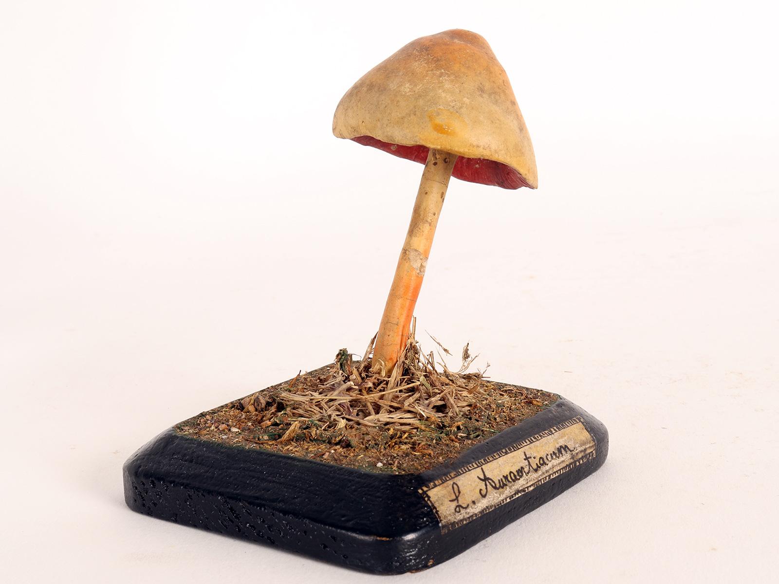 A model for pharmacy of mushroom specimen Aurantiacum. Made out of plaster watercolored. Square wooden black base with moss and hay. It shows on the front one label with the scientific name of the specimen handwritten with ink. Italy circa 1890.