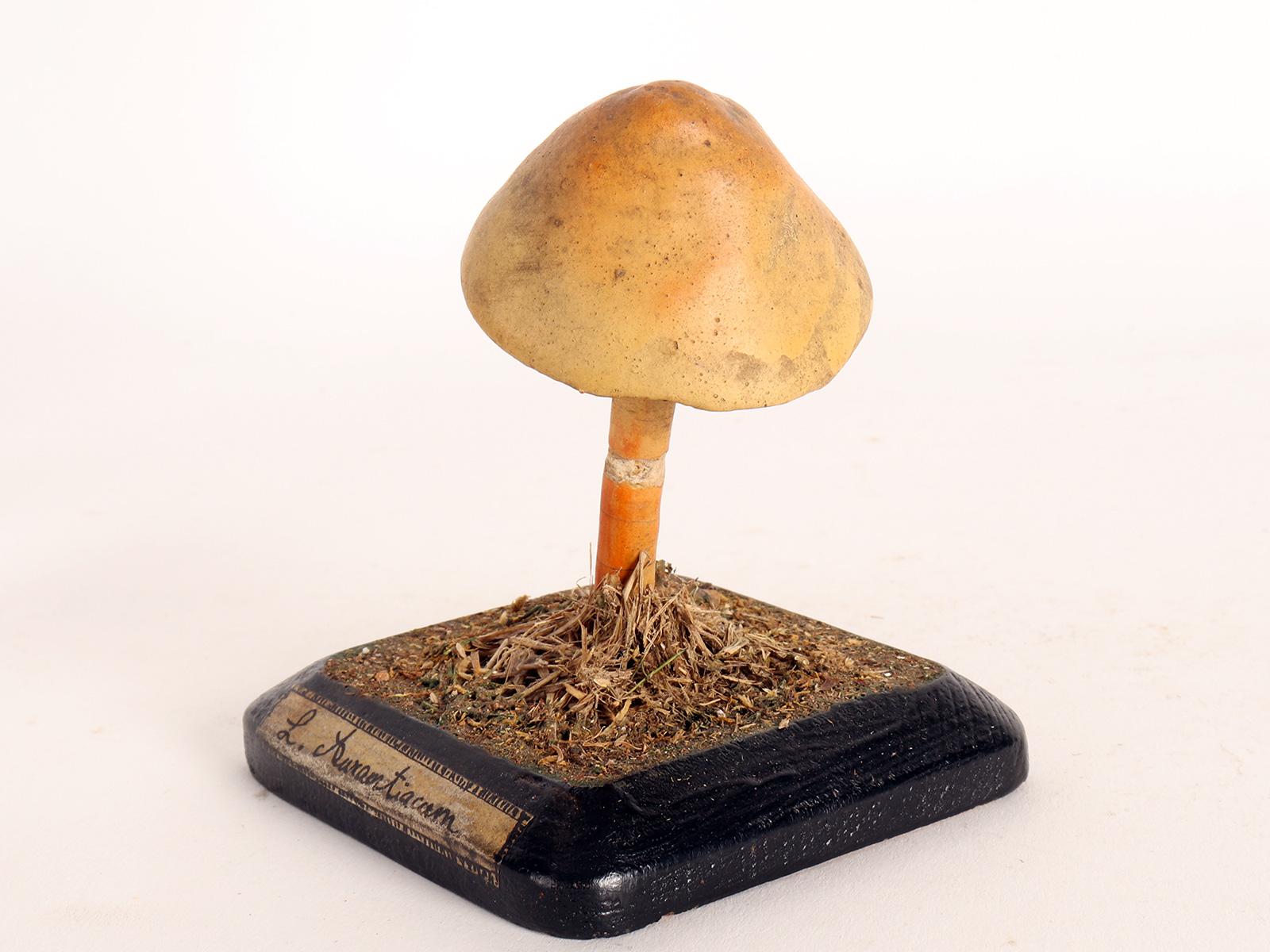 Italian Mushroom Model, Italy 1890