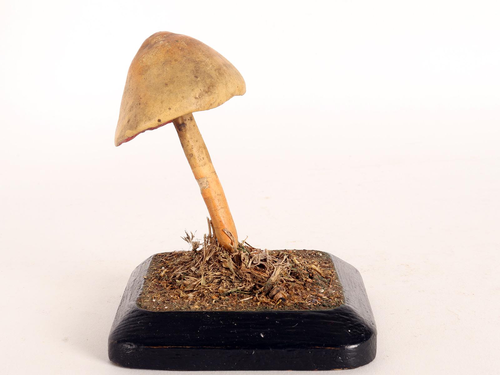 Mushroom Model, Italy 1890 In Good Condition In Milan, IT