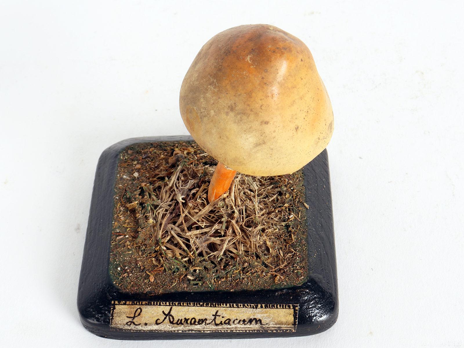 Plaster Mushroom Model, Italy 1890