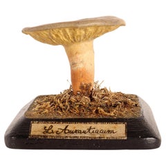 Antique Mushroom Model, Italy, 1890