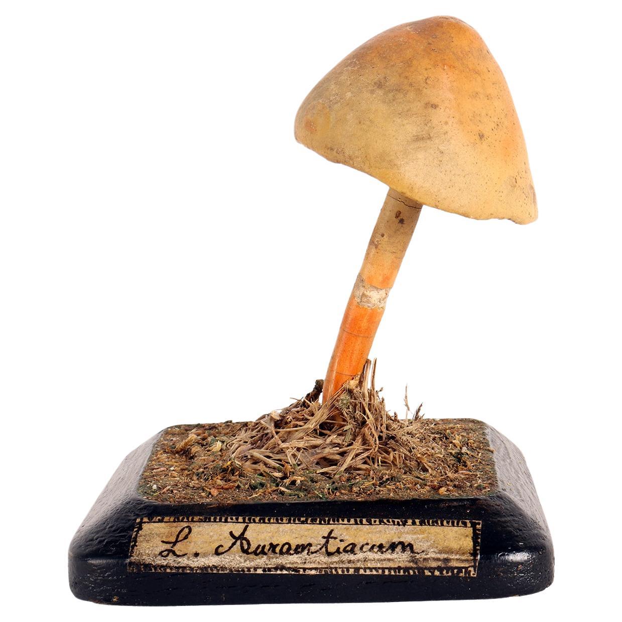Mushroom Model, Italy 1890