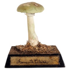 Antique Mushroom Model, Italy 1890