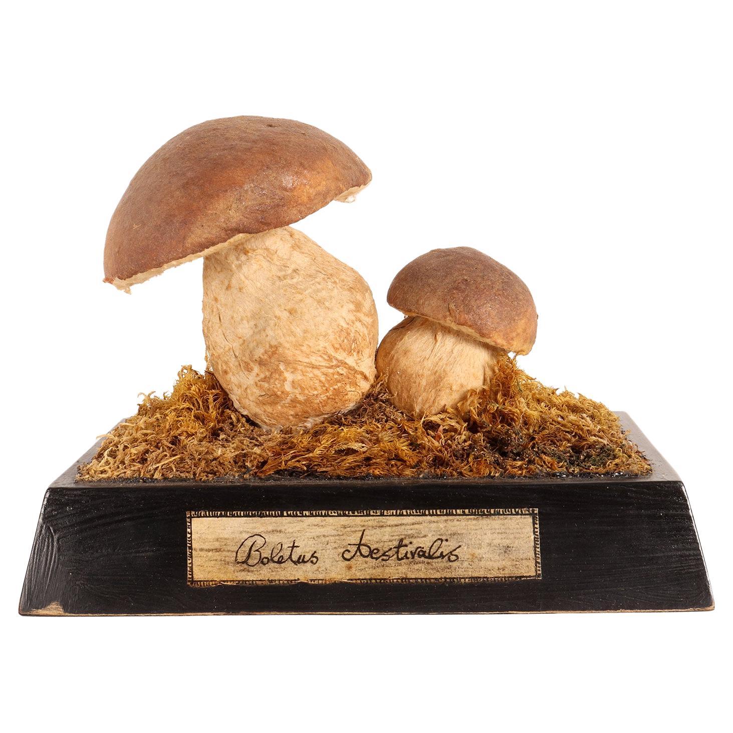 A mushroom model, Italy 1890.