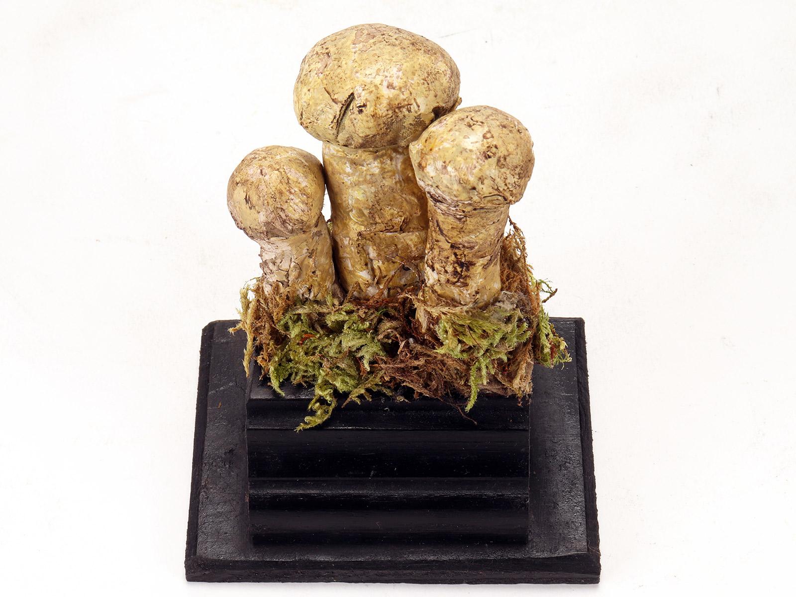 Mushroom Model, Italy, 1900 In Good Condition In Milan, IT