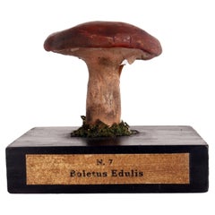 Antique A mushroom model, Italy 1900. 