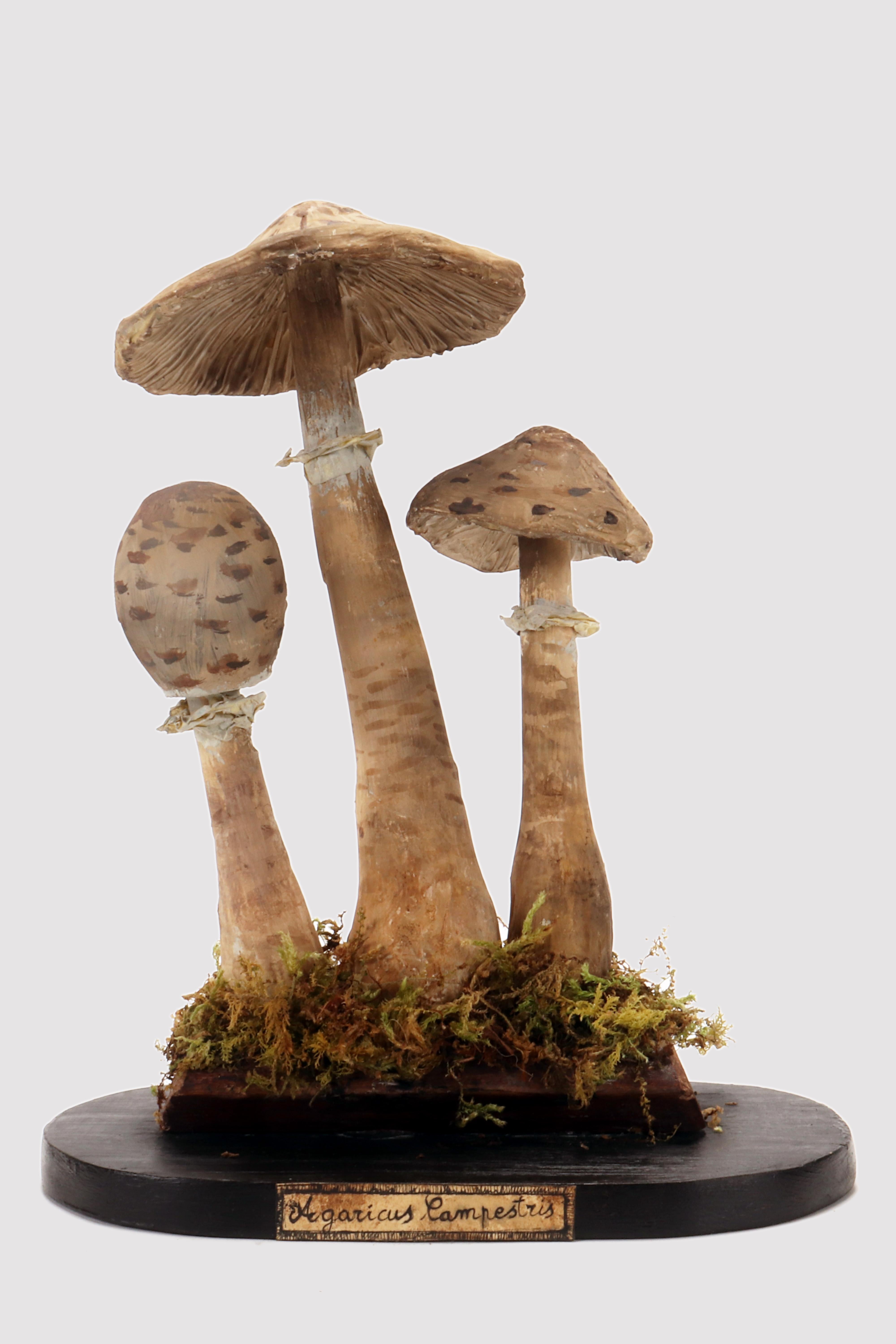 A model for pharmacy of mushrooms. Specimen  Agaricus Campestris, Made out of paper machè watercolored. Rectangular wooden black base with moss and hay. Germany circa 1890. 