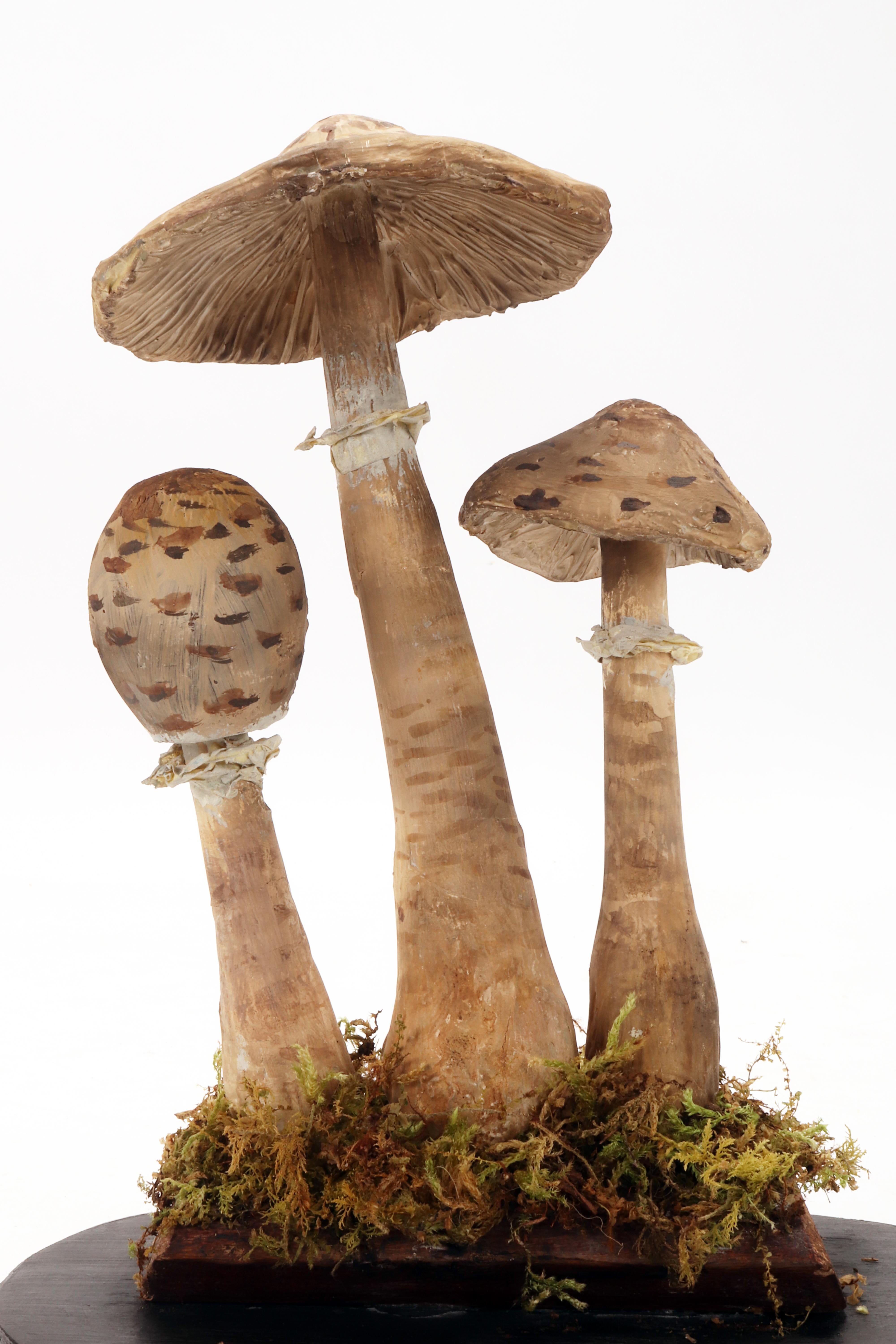 A mushrooms models: Agaricus Campestris, Germany 1890.  In Good Condition For Sale In Milan, IT