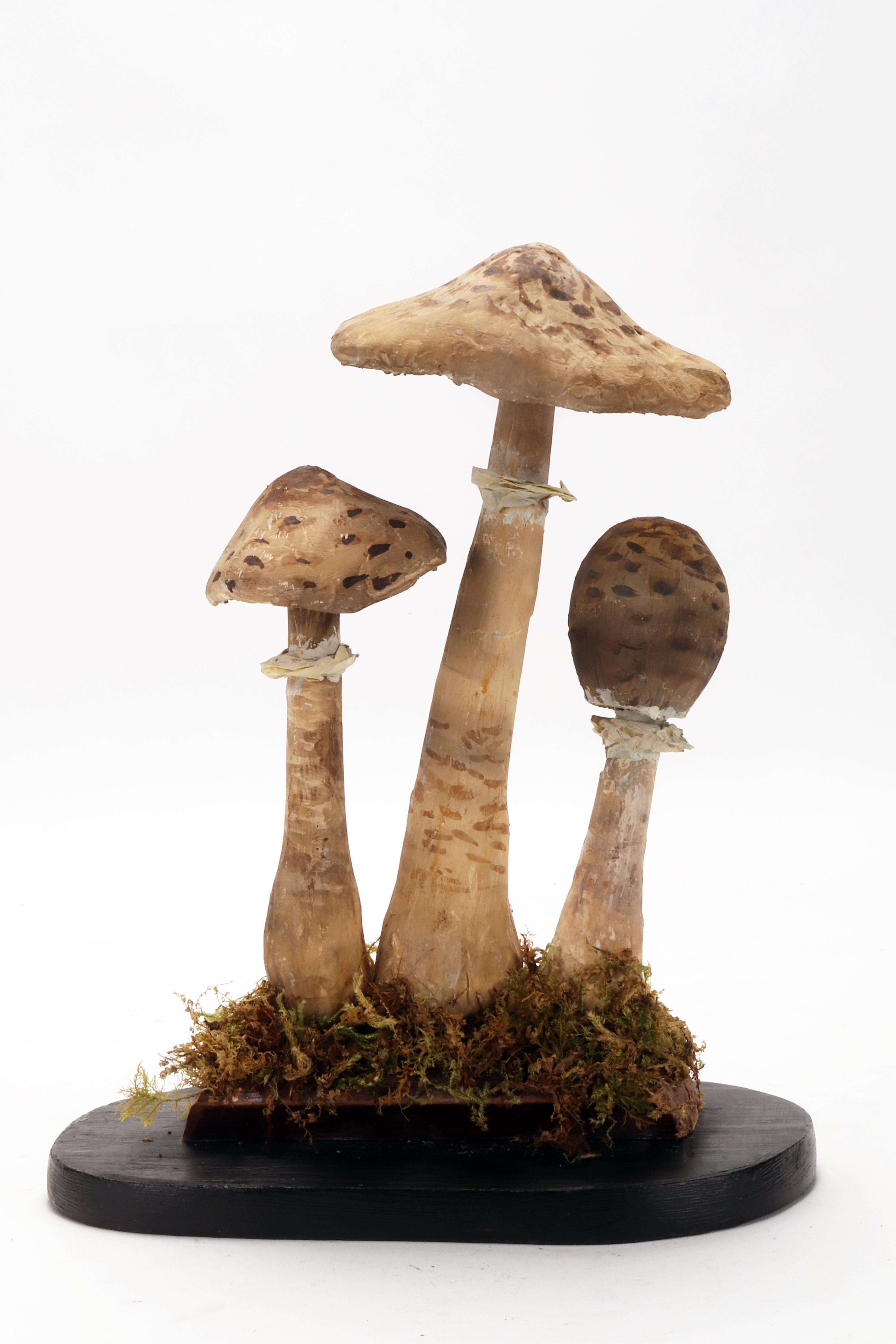 Wood A mushrooms models: Agaricus Campestris, Germany 1890.  For Sale