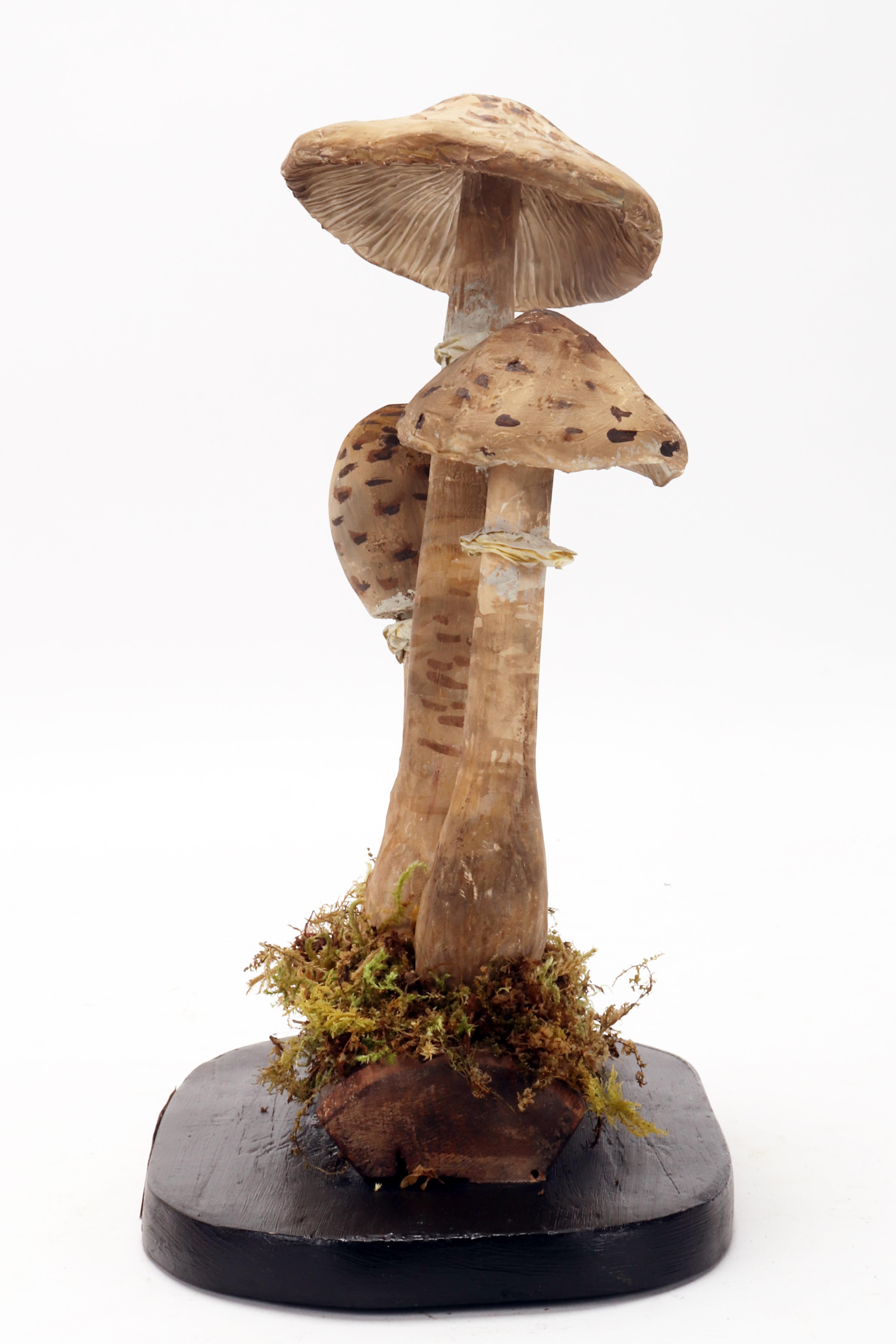 A mushrooms models: Agaricus Campestris, Germany 1890.  For Sale 1