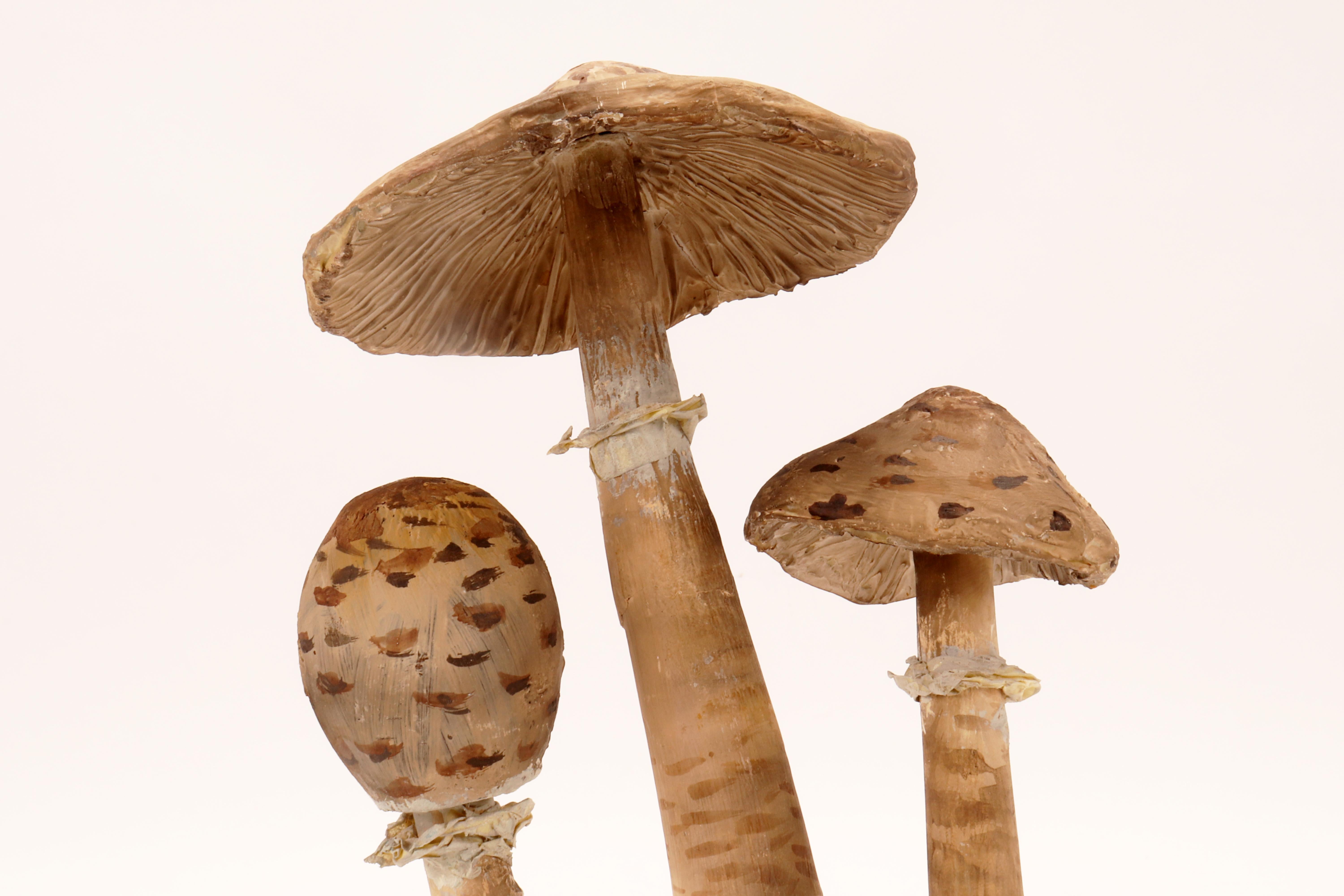 A mushrooms models: Agaricus Campestris, Germany 1890.  For Sale 2