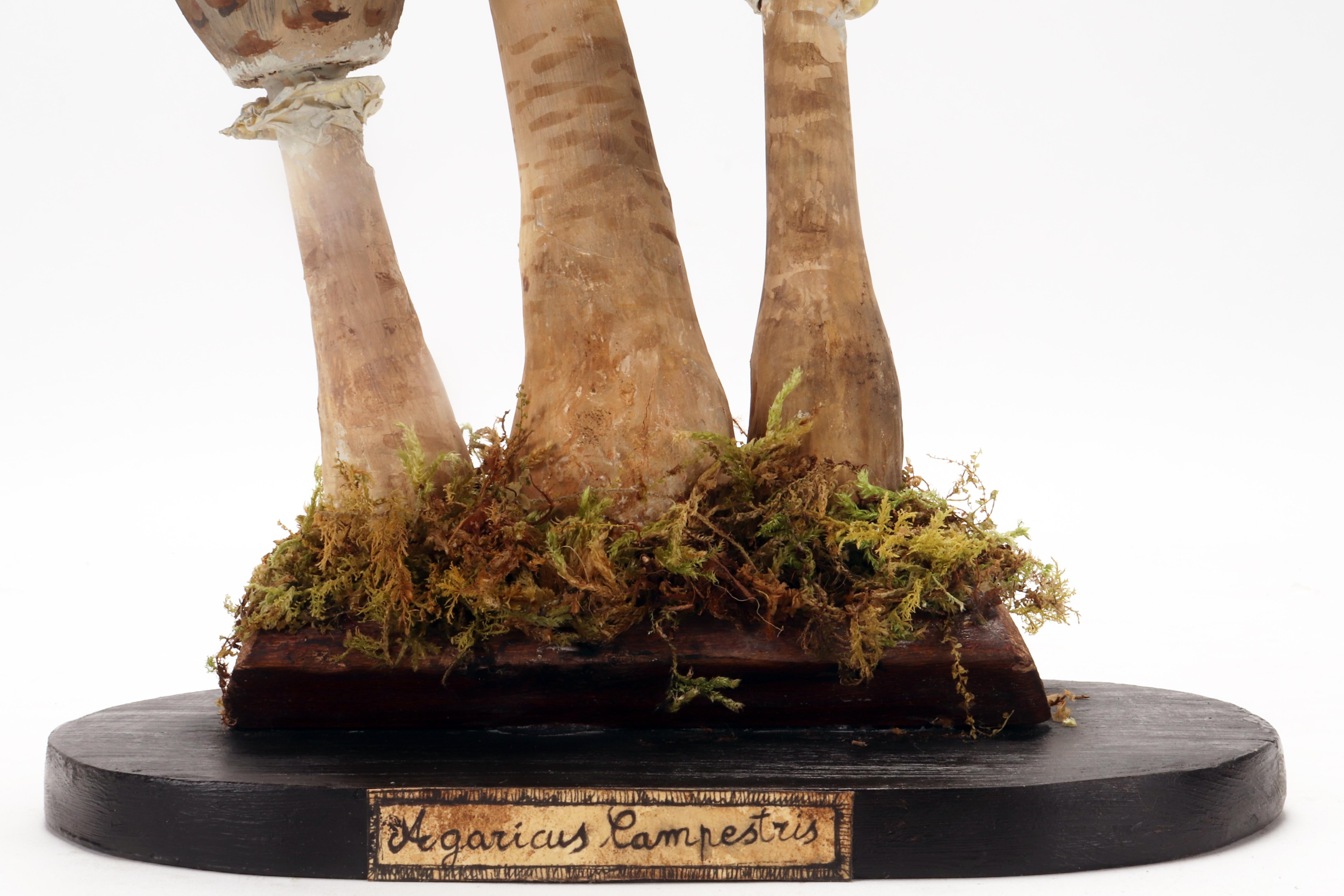Ein Pilzmodell: Agaricus Campestris, Deutschland 1890.  im Angebot 3