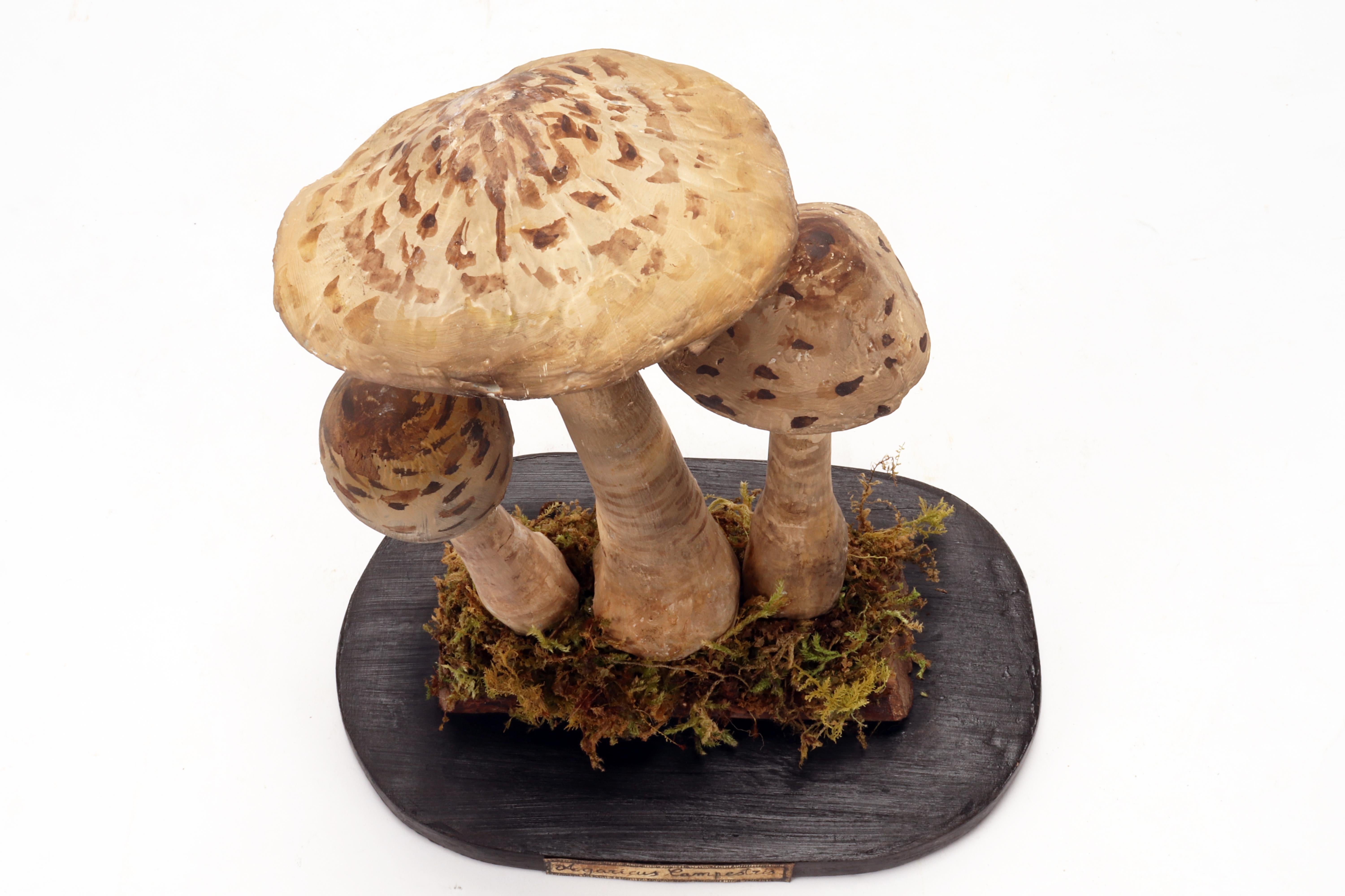 A mushrooms models: Agaricus Campestris, Germany 1890.  For Sale 4