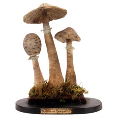 Antique A mushrooms models: Agaricus Campestris, Germany 1890. 