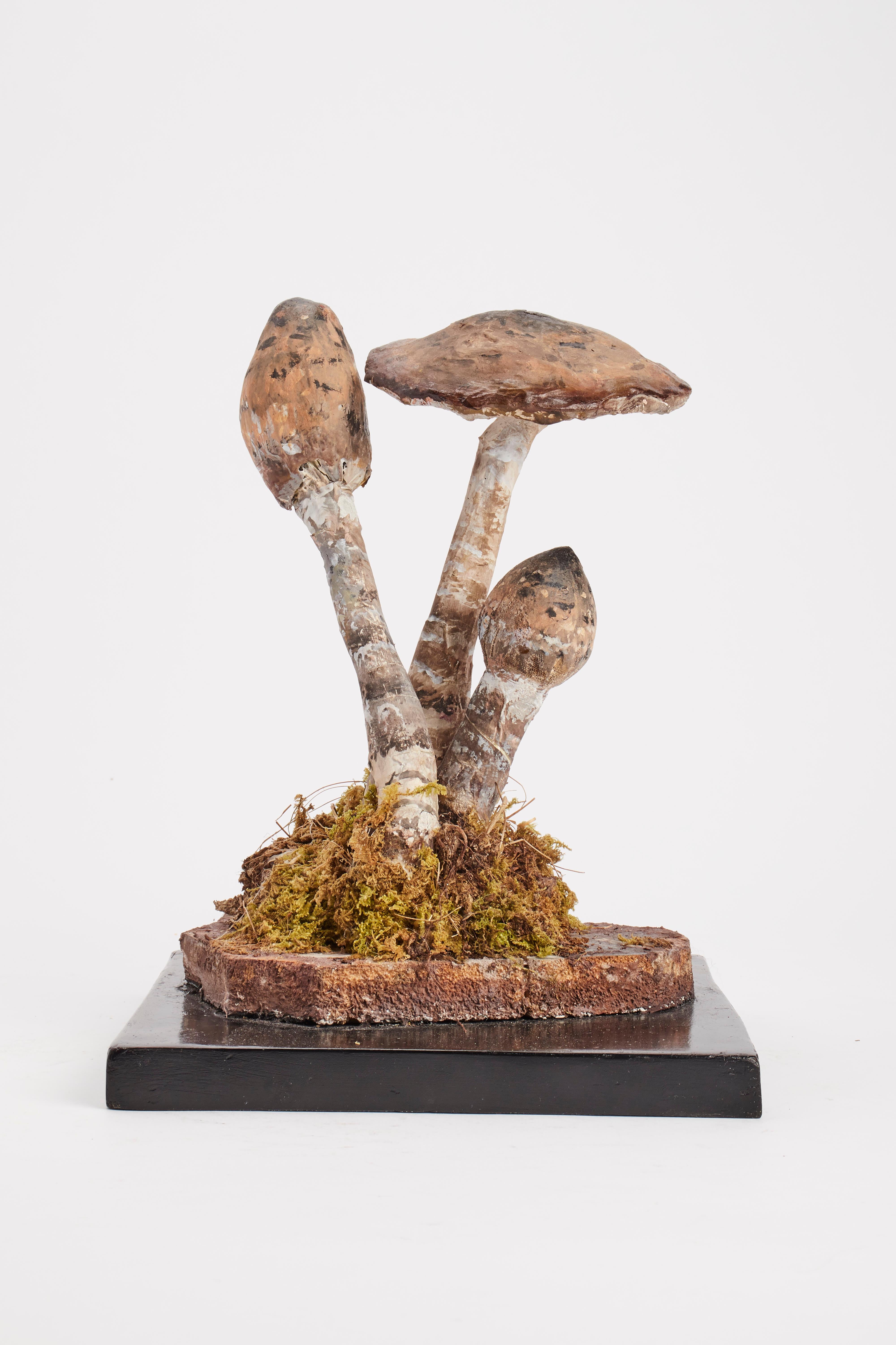 A model for the pharmacy of mushrooms. Specimen Agaricus Campestris, Made out of plaster water colored. Square wooden black base with moss and hay. It shows on the front one label with the scientific name of the specimen handwritten with ink.