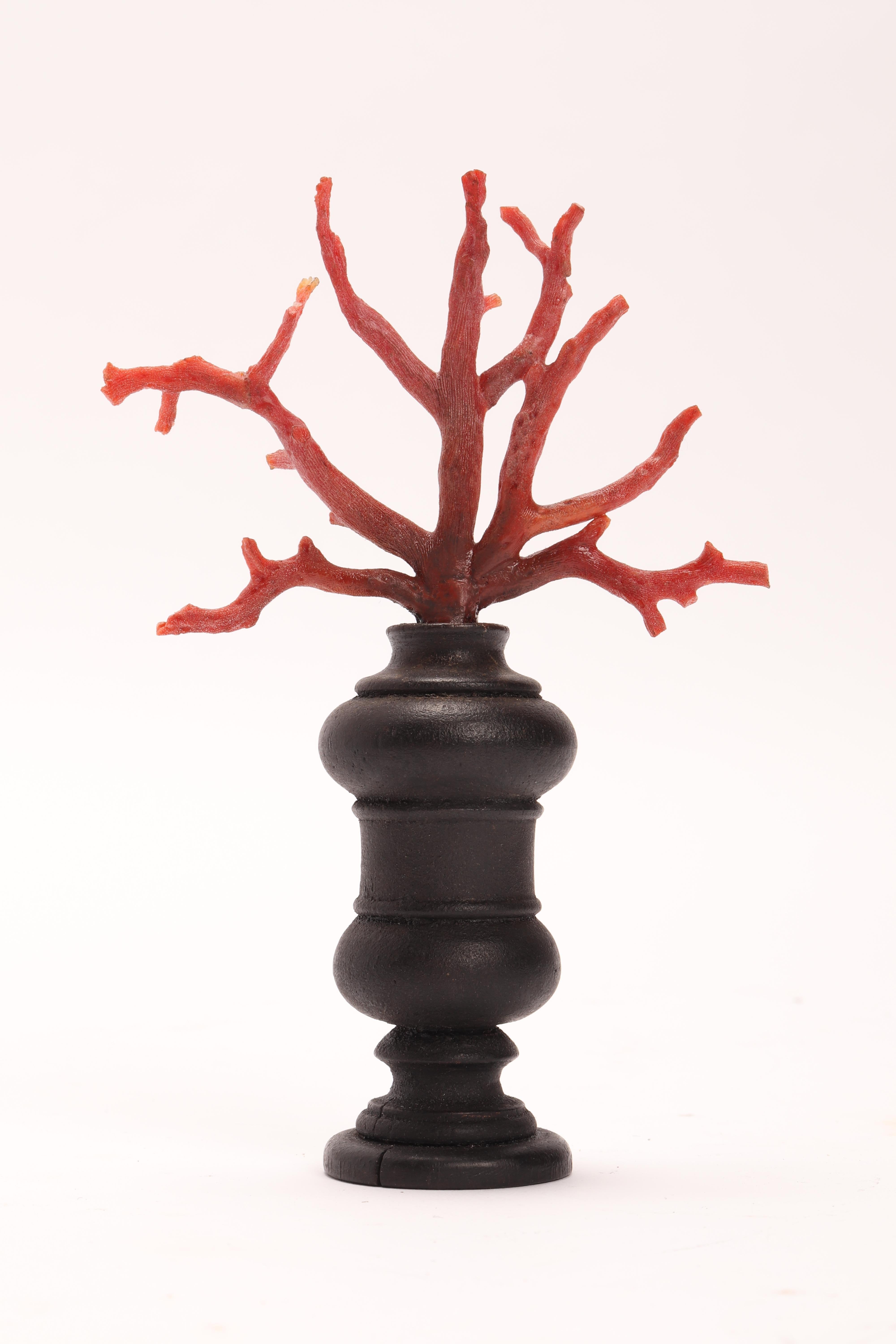 A Naturalia mineral specimen cut off a branch of Mediterranean coral mounted on a wooden base. It shows a wooden base with a moved profile, finished with black ebonized varnish.

 