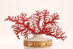 Natural Specimen, a Branch of Red Coral, Italy, 1870
