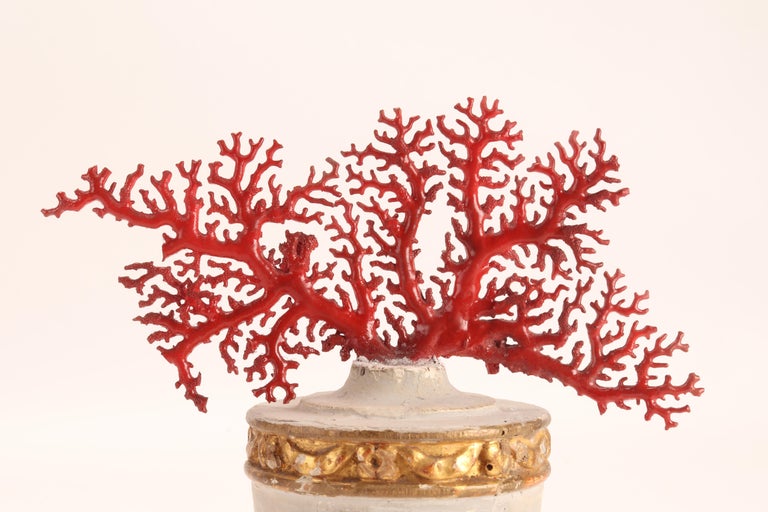 A specimen of Naturalia from the Wunderkammer. Red Mediterranean coral branch (Coralium rubrum), mounted on a wooden base, palm holder in the shape of a white lacquered vase. With golden parts. Italy around 1870.