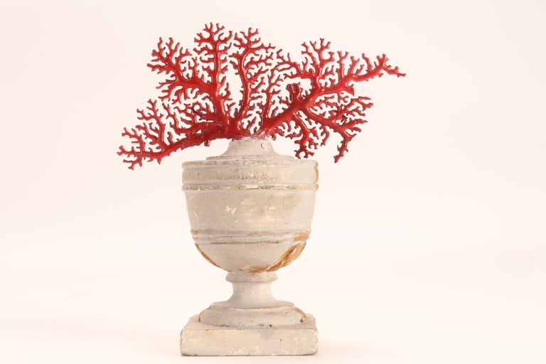 Natural Specimen, a Branch of Red Coral, Italy, 1870 In Good Condition For Sale In Milan, IT