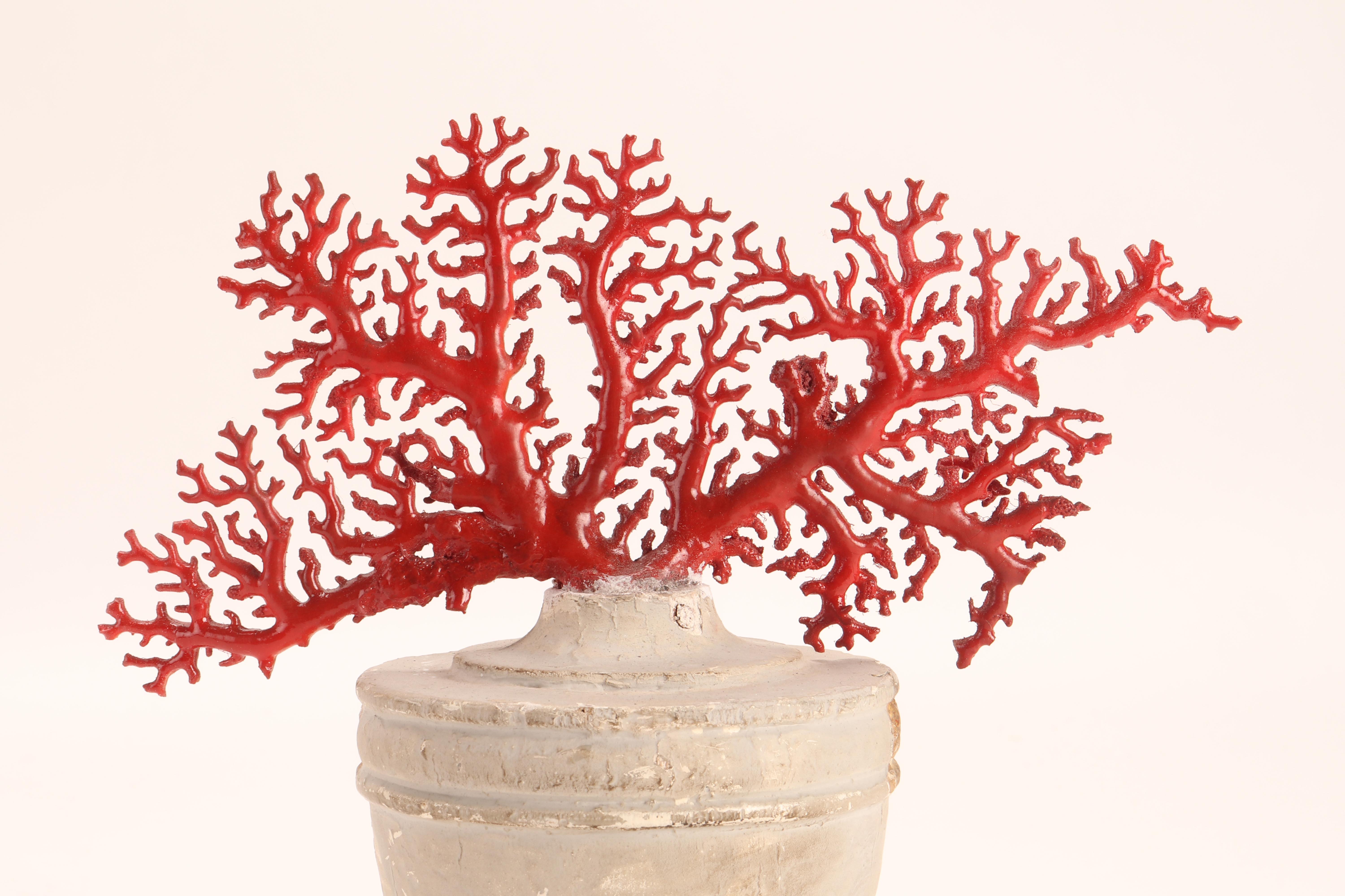 Natural Specimen, a Branch of Red Coral, Italy, 1870 In Good Condition In Milan, IT