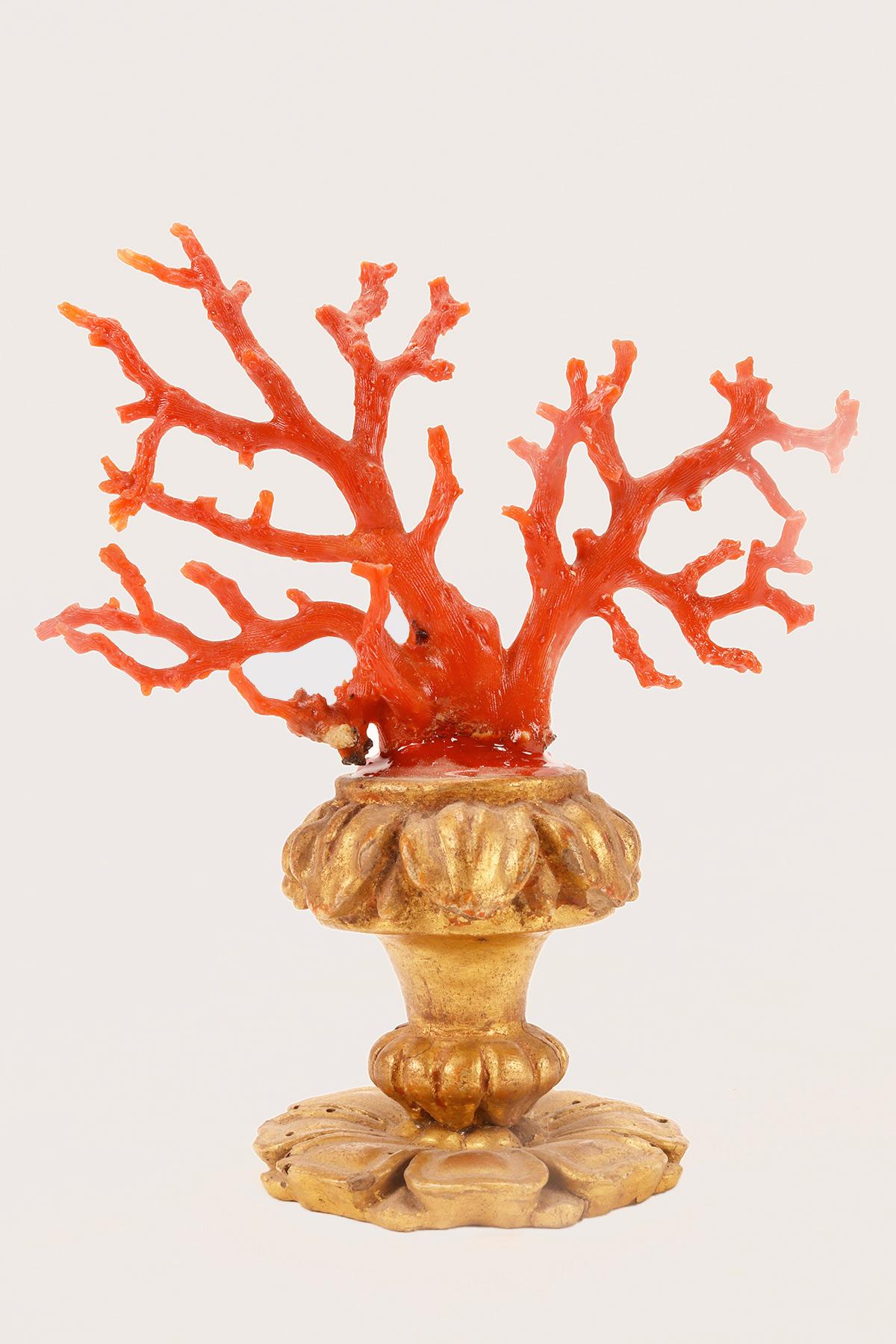A specimen of Naturalia. A branch of Mediterranean red coral (Corallium Rubrum), mounted on a carved and gilded wooden base, vase shape. Italy, last part of the 19th century.