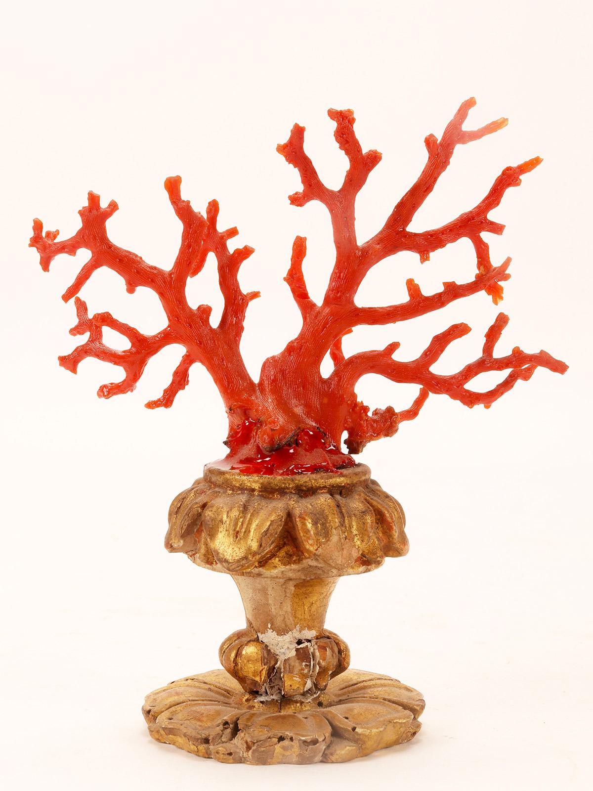 A natural specimen: a branch of red coral, Italy 1880.  In Good Condition In Milan, IT