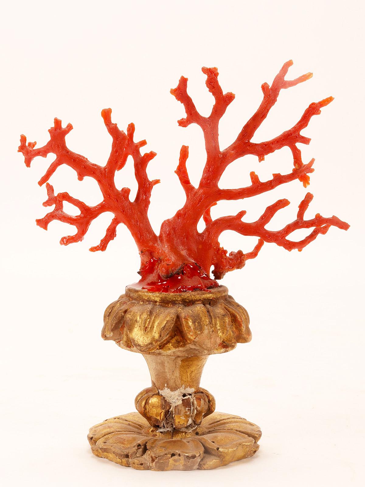 A natural specimen: a branch of red coral, Italy 1880. In Good Condition In Milan, IT