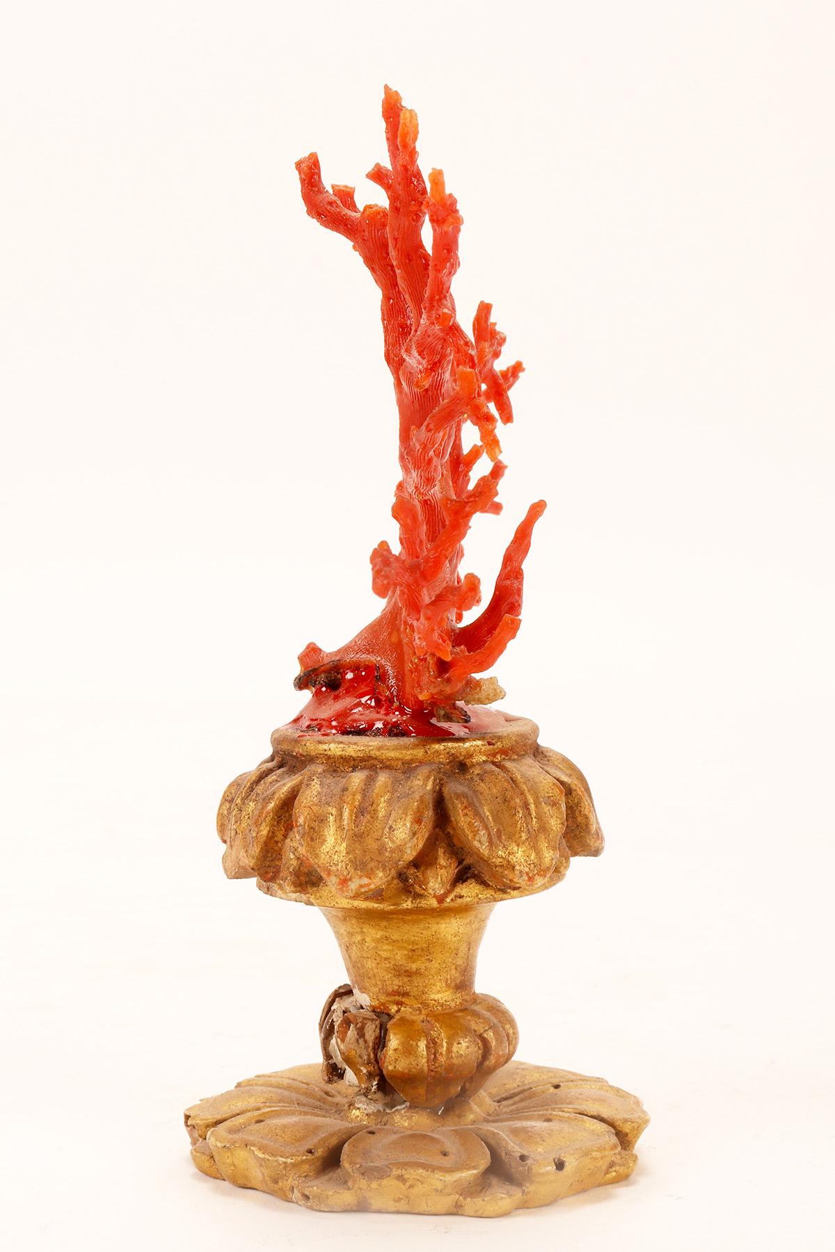 19th Century A natural specimen: a branch of red coral, Italy 1880. 