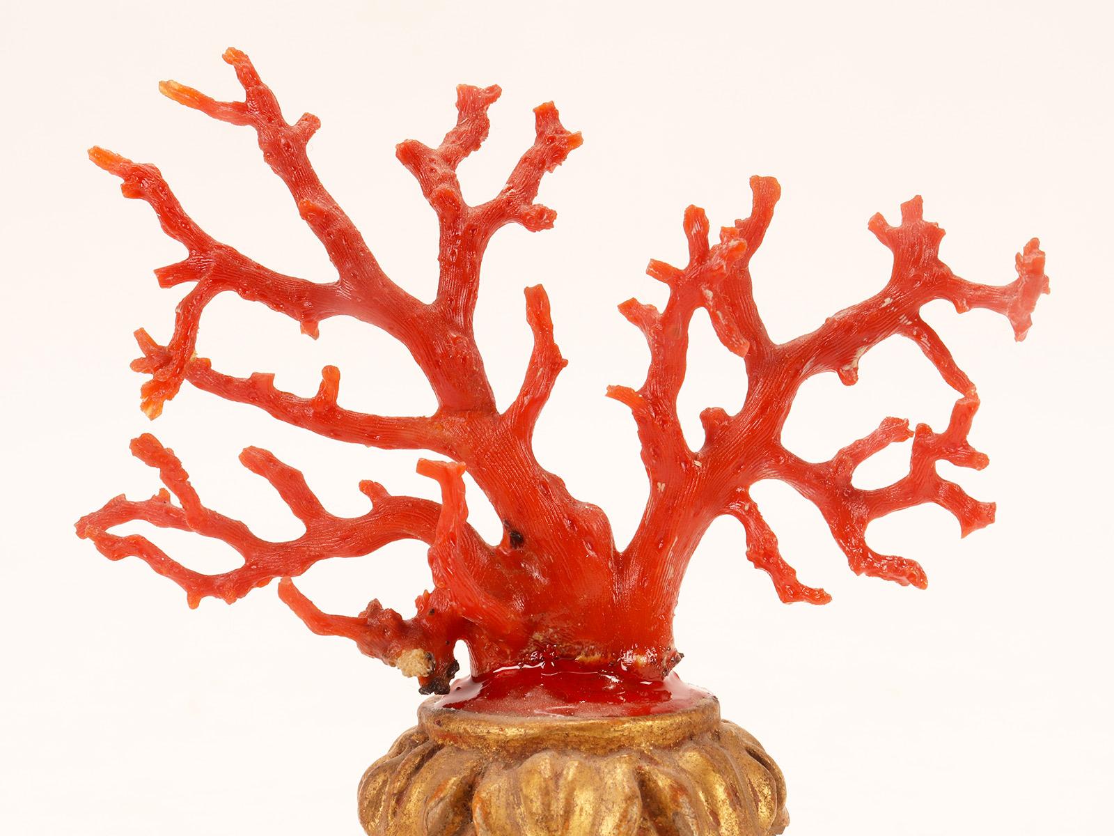 Coral A natural specimen: a branch of red coral, Italy 1880.