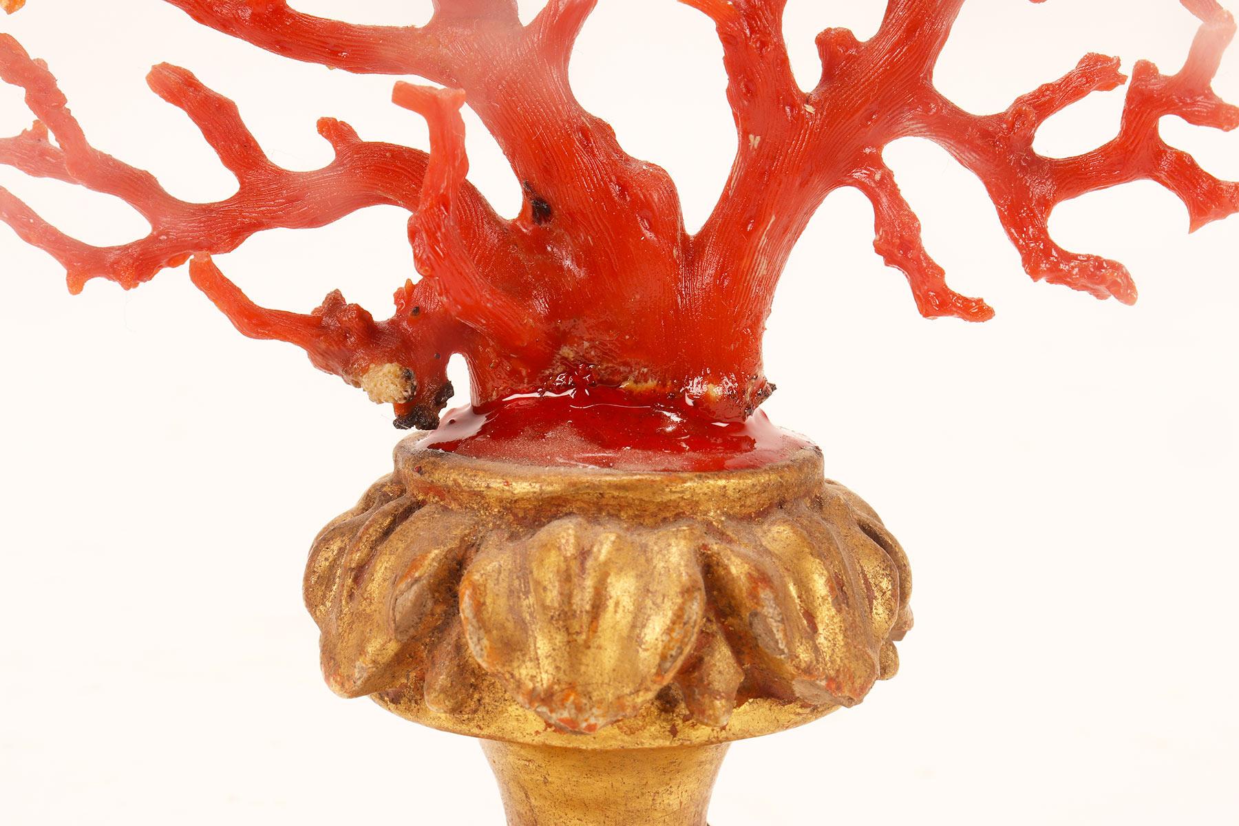A natural specimen: a branch of red coral, Italy 1880.  1