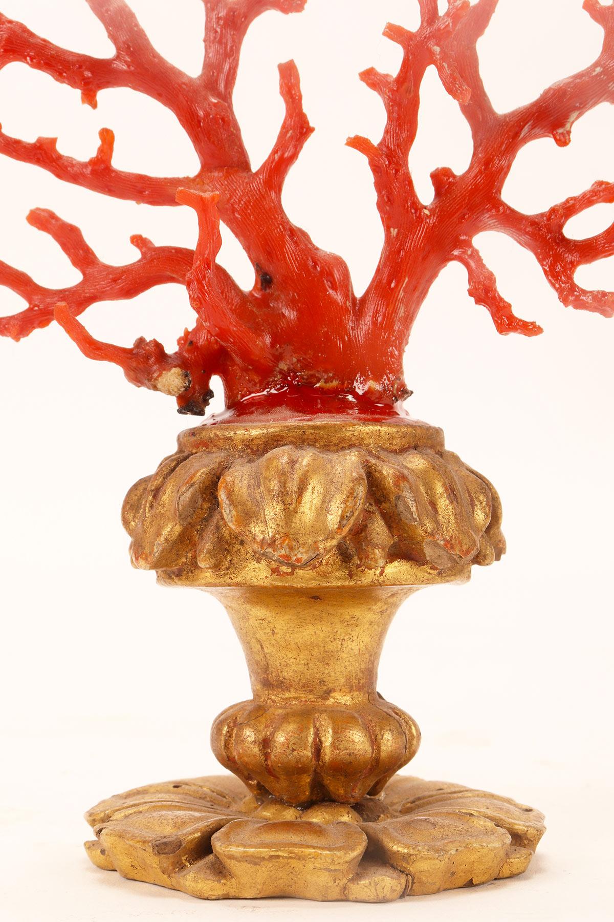 A natural specimen: a branch of red coral, Italy 1880.  2