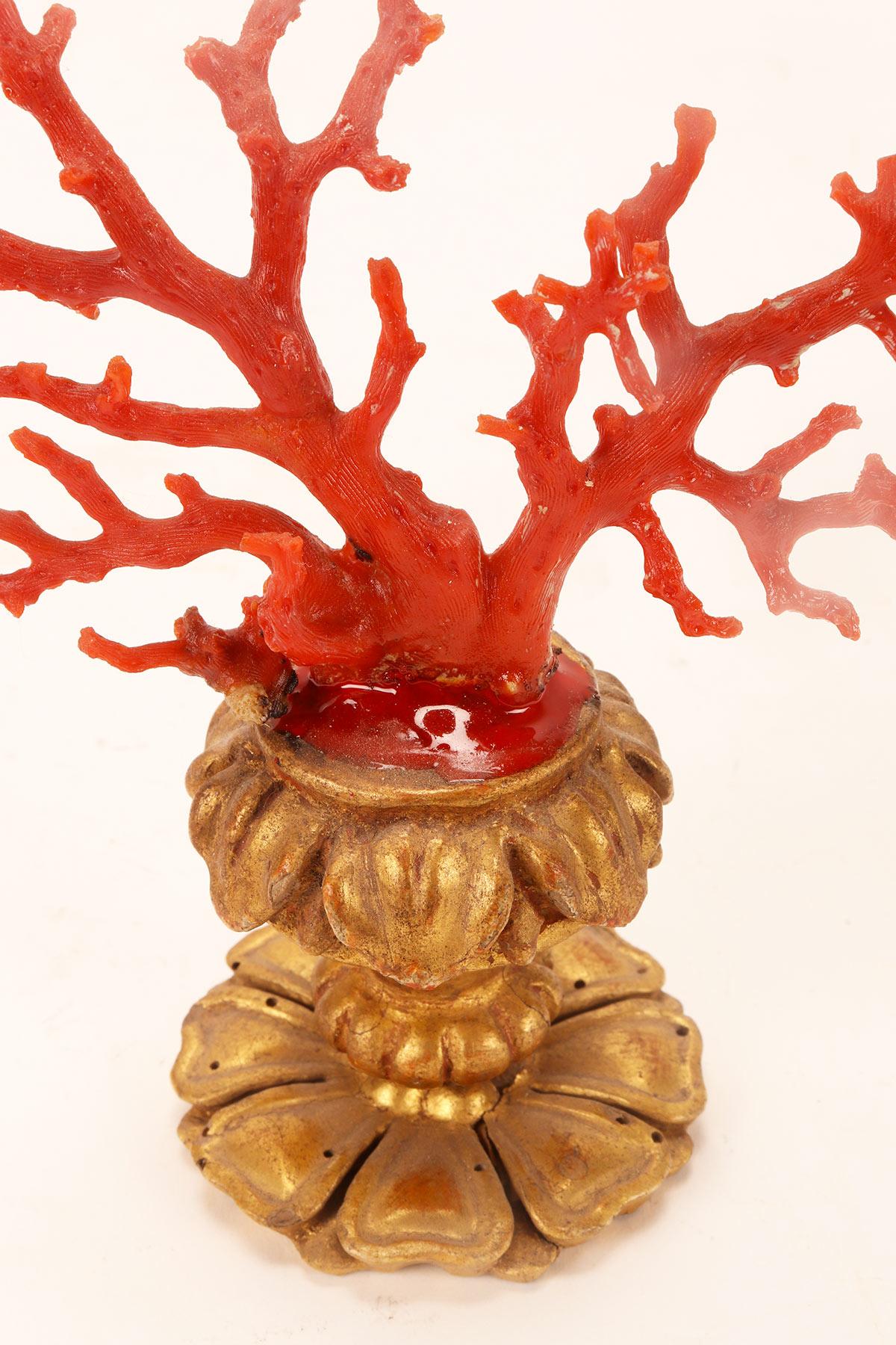 A natural specimen: a branch of red coral, Italy 1880.  3