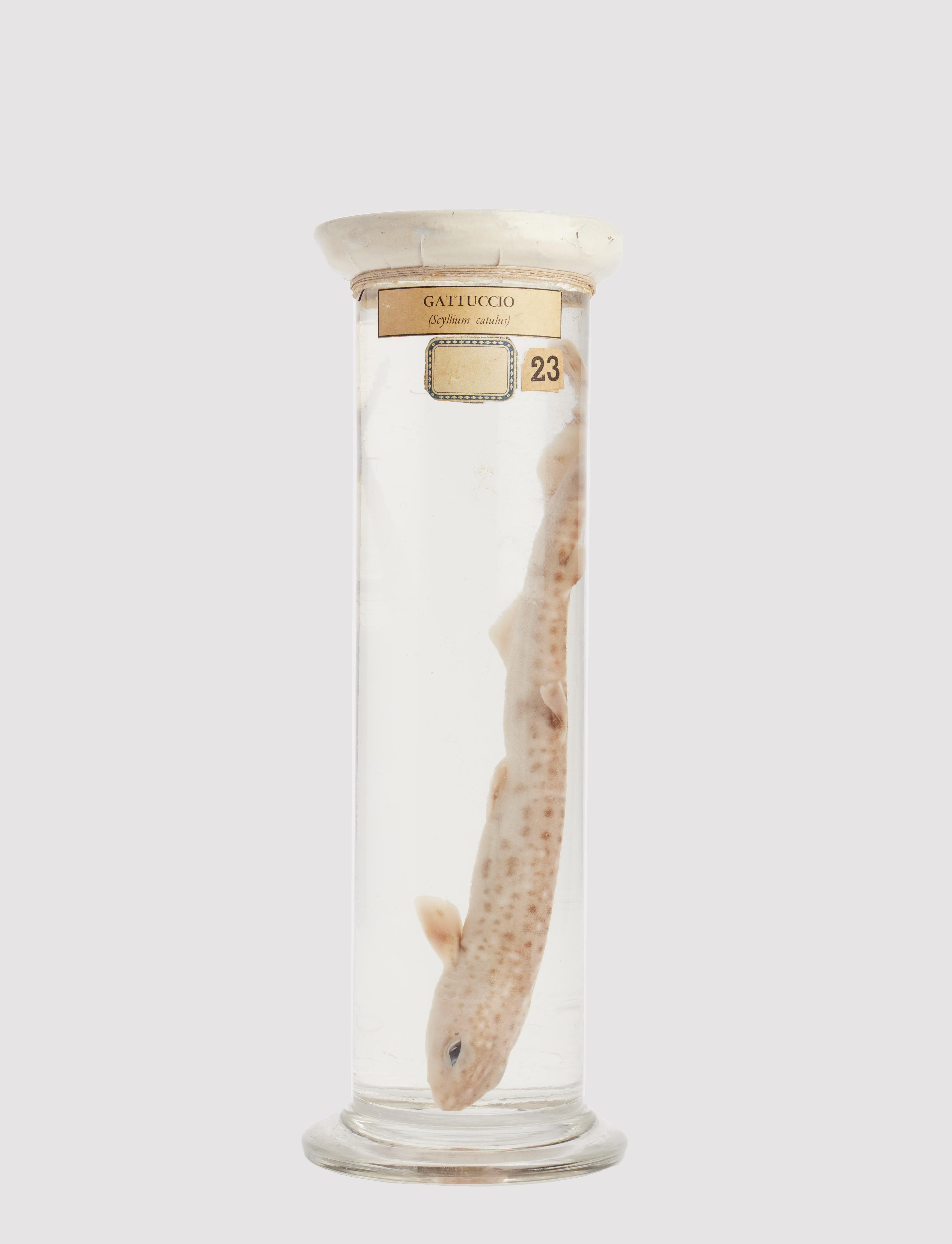 A natural specimen of  Gattuccio (Scyllum Catulus), preserved in formaldehyde and sealed on cylindric shape glass vase. Italiy early 20th century. 
