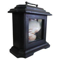 A natural striped Chambered Nautilus Half Shell displayed in a Black Tabernacle