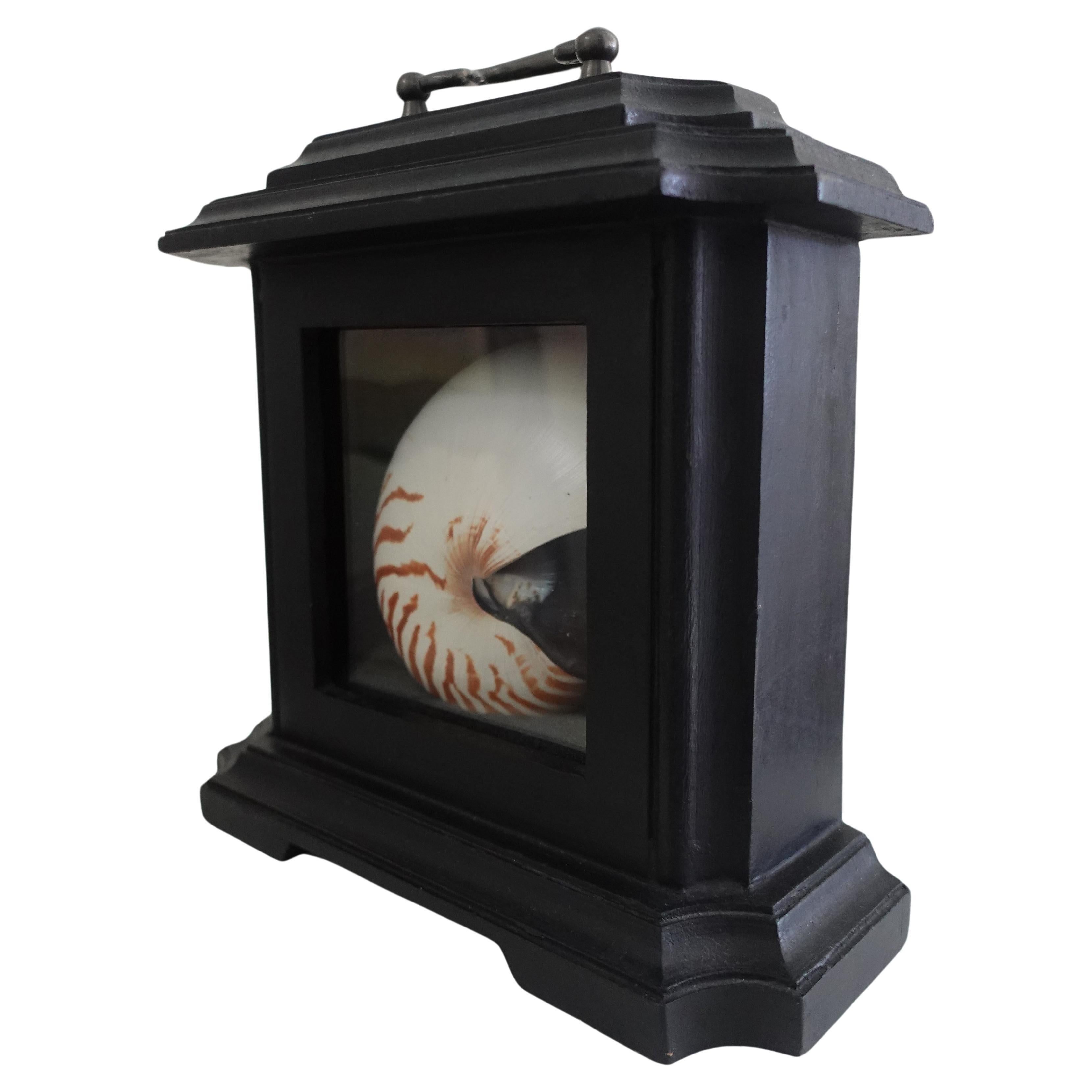 Baroque A natural striped Chambered Nautilus Half Shell displayed in a Black Tabernacle For Sale