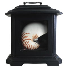 Used A natural striped Chambered Nautilus Half Shell displayed in a Black Tabernacle