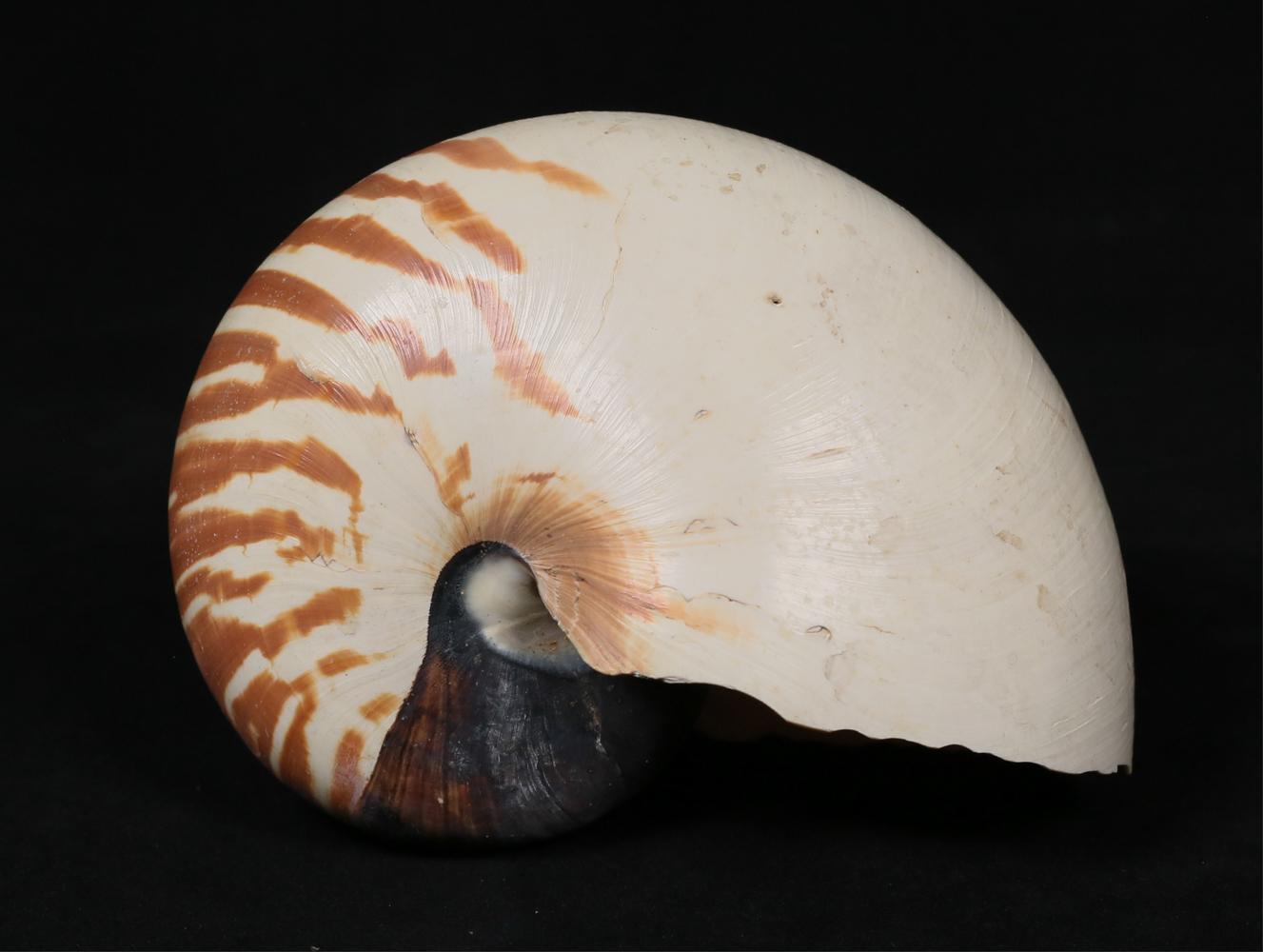 Una conchiglia di Nautilus Nature a forma di camera completa e a righe

Nautilus Pompulus
Filippine; raccolto nel XX secolo

Dimensioni approssimative: 8 (l) x 5,75 (h) x 3 (p) pollici.

Le conchiglie Nautilus sono state a lungo oggetto di