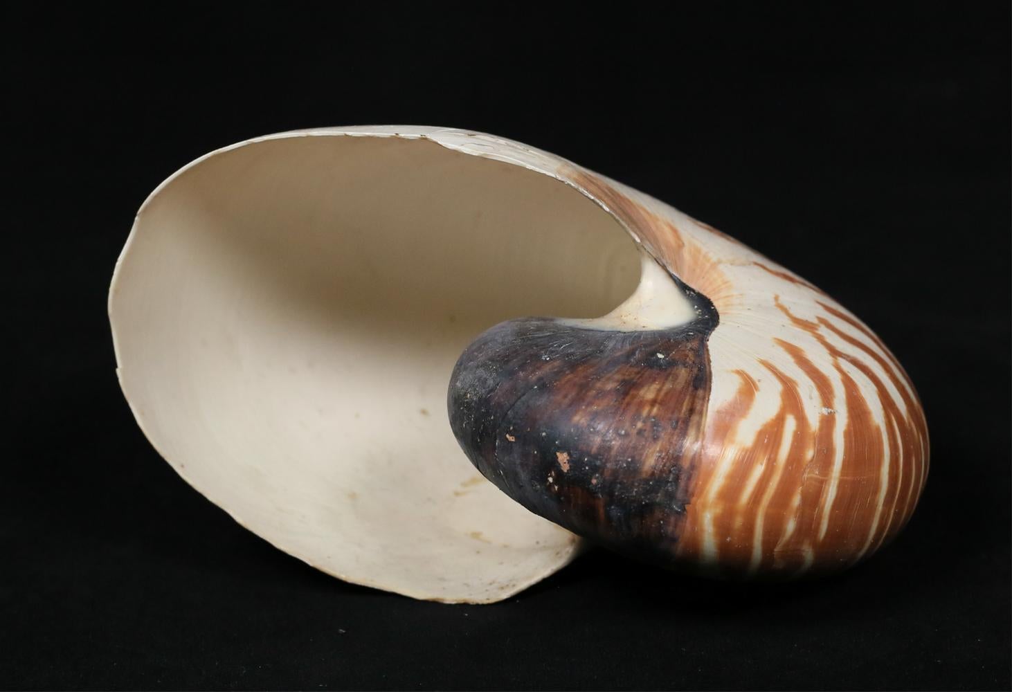 nautilus conchiglia prezzo