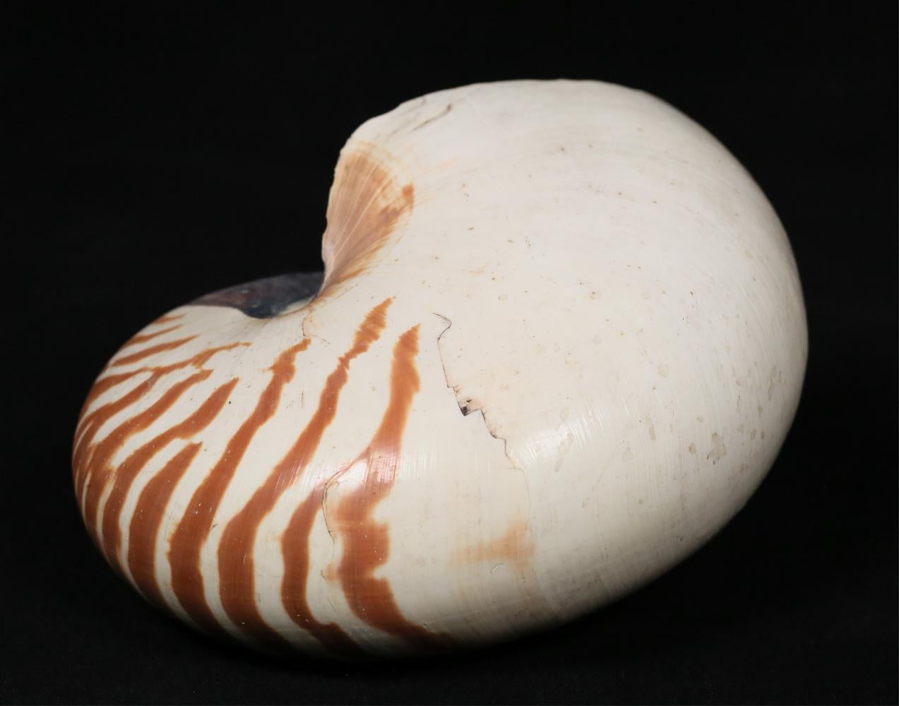 conchiglia nautilus prezzo