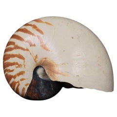 Una conchiglia di Nautilus Nature a forma di camera completa e a righe