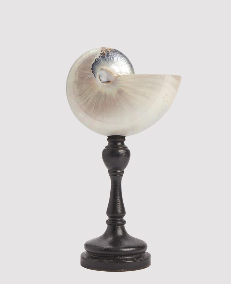 A nautilus Belauensis, Italy 1880. For Sale at 1stDibs