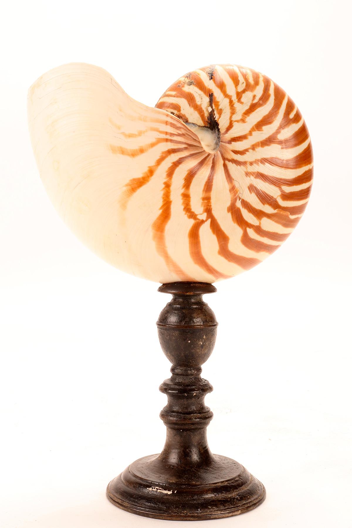 Ein natürliches Wunderkammer-Exemplar: ein Nautilus Pompilius. Das Exemplar ist auf einen bemalten Holzsockel montiert. Italien 1880 ca.  (VERSAND NUR IN DIE EU)