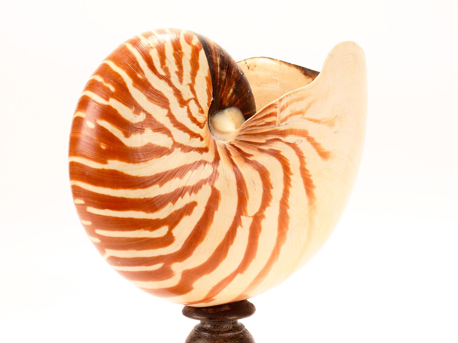 nautilus shell on stand