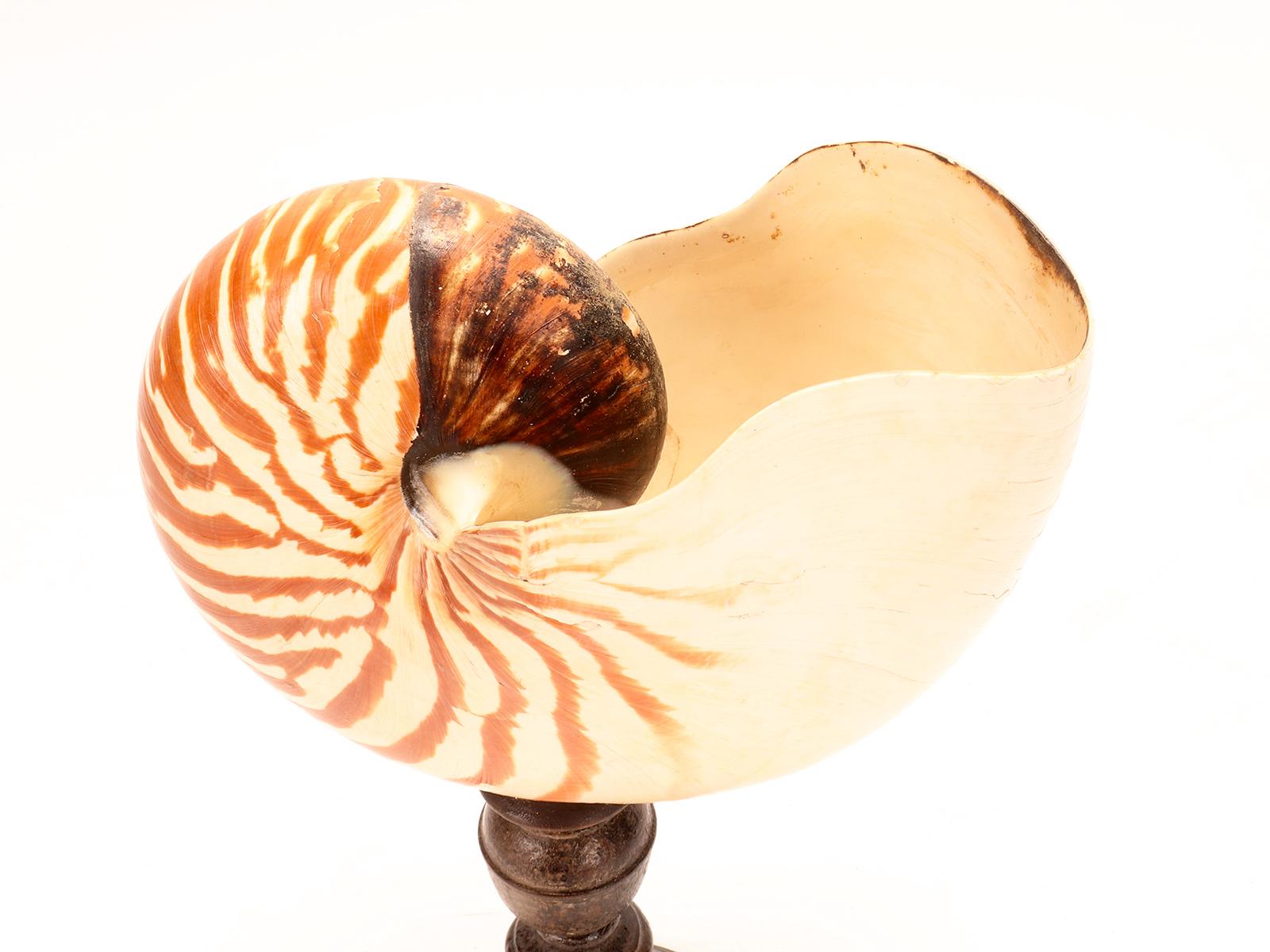 nautilus shell on stand